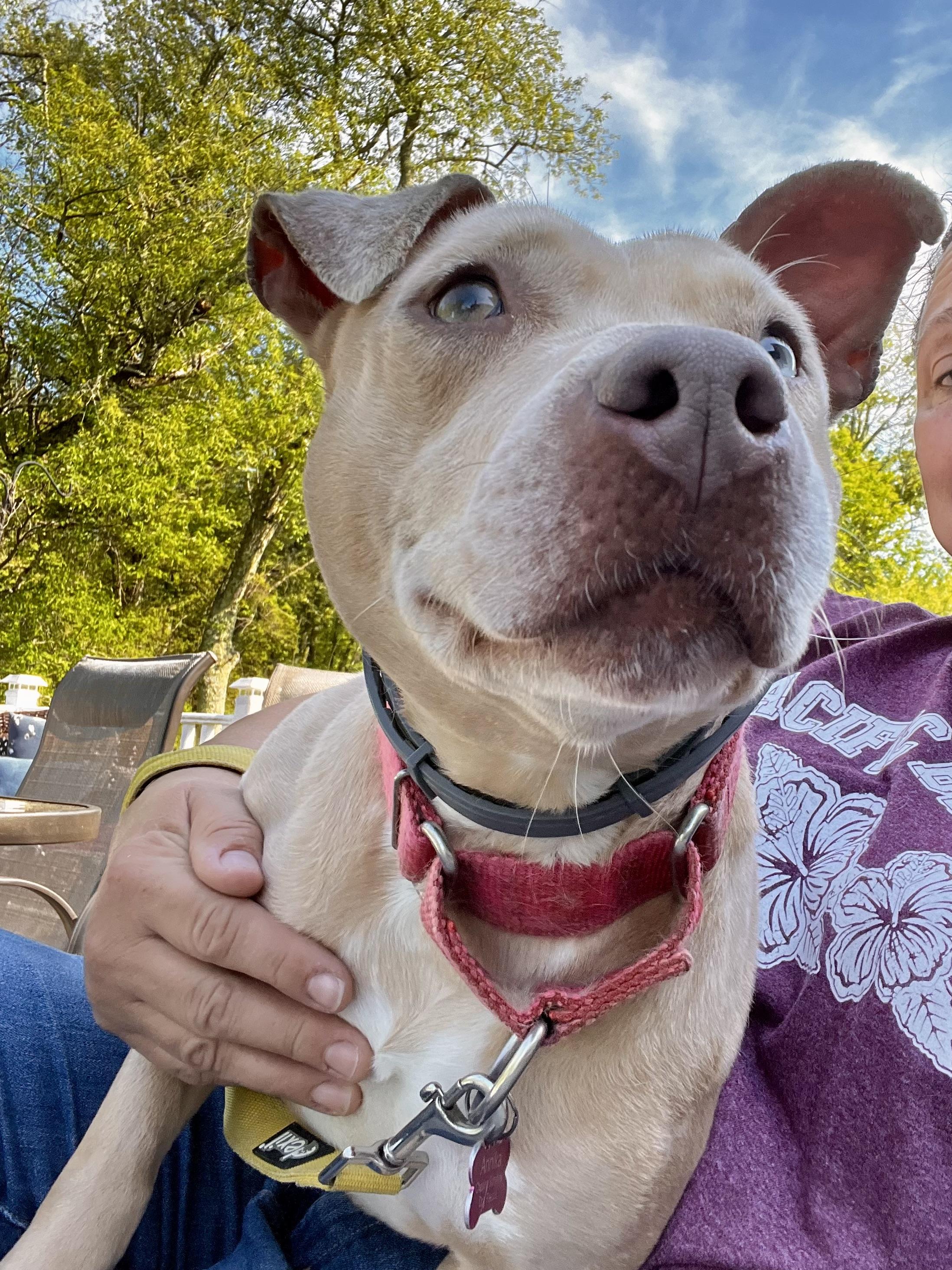 Annika, Adoptable, Adult Female American Staffordshire Terrier & Catahoula Leopard Dog.