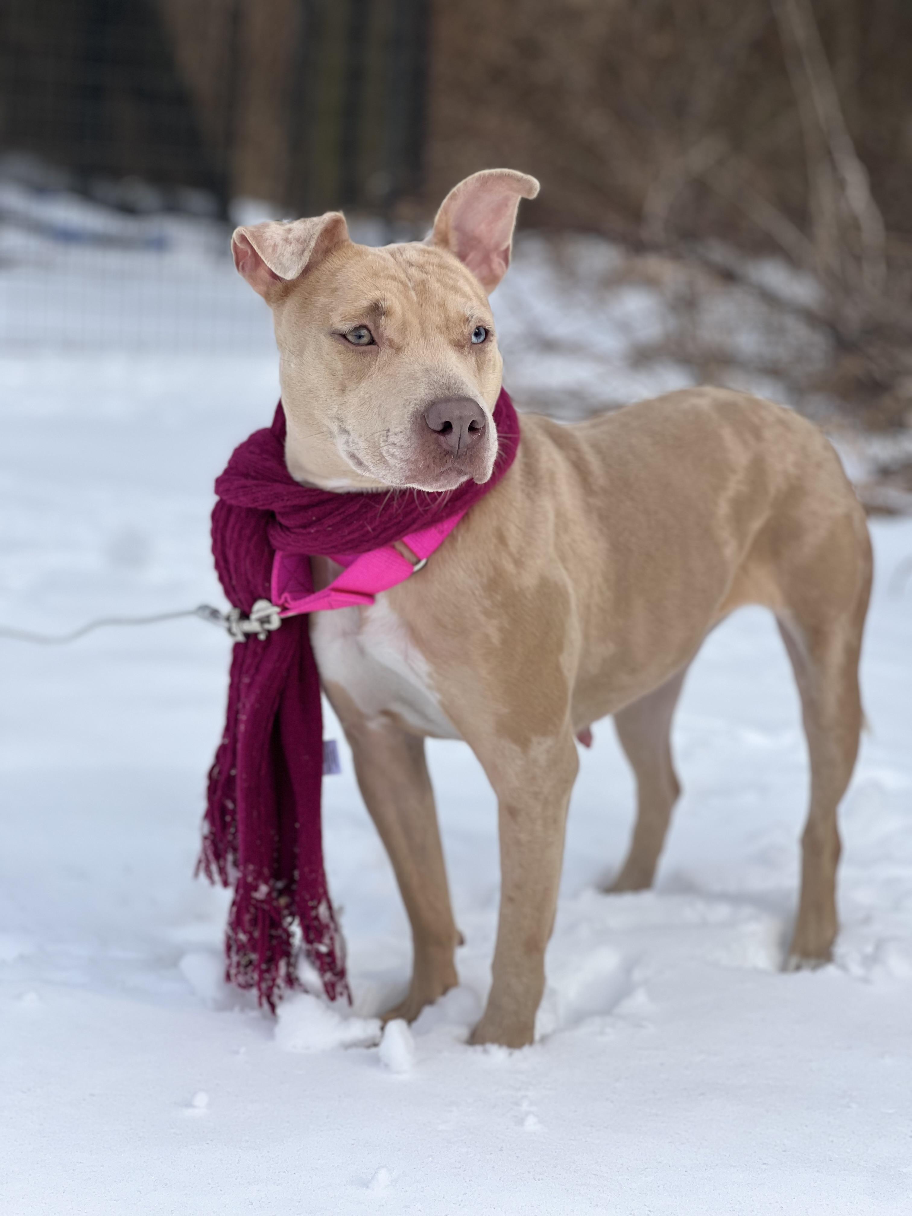 Annika, a Adoptable mixed breed in Griswold, CT image 6/6