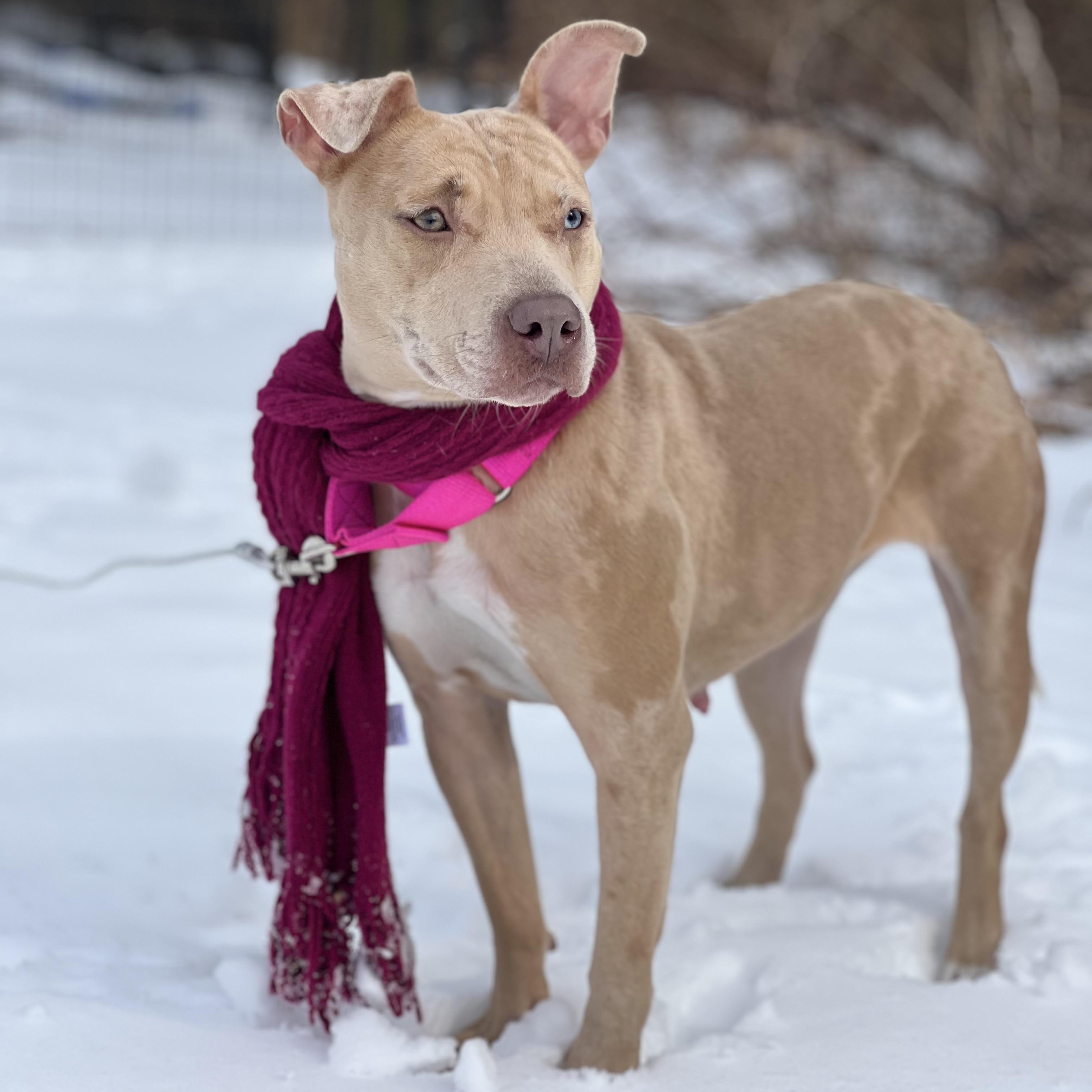Enlarge Annika, a Adoptable mixed breed in Griswold, CT image 5/6