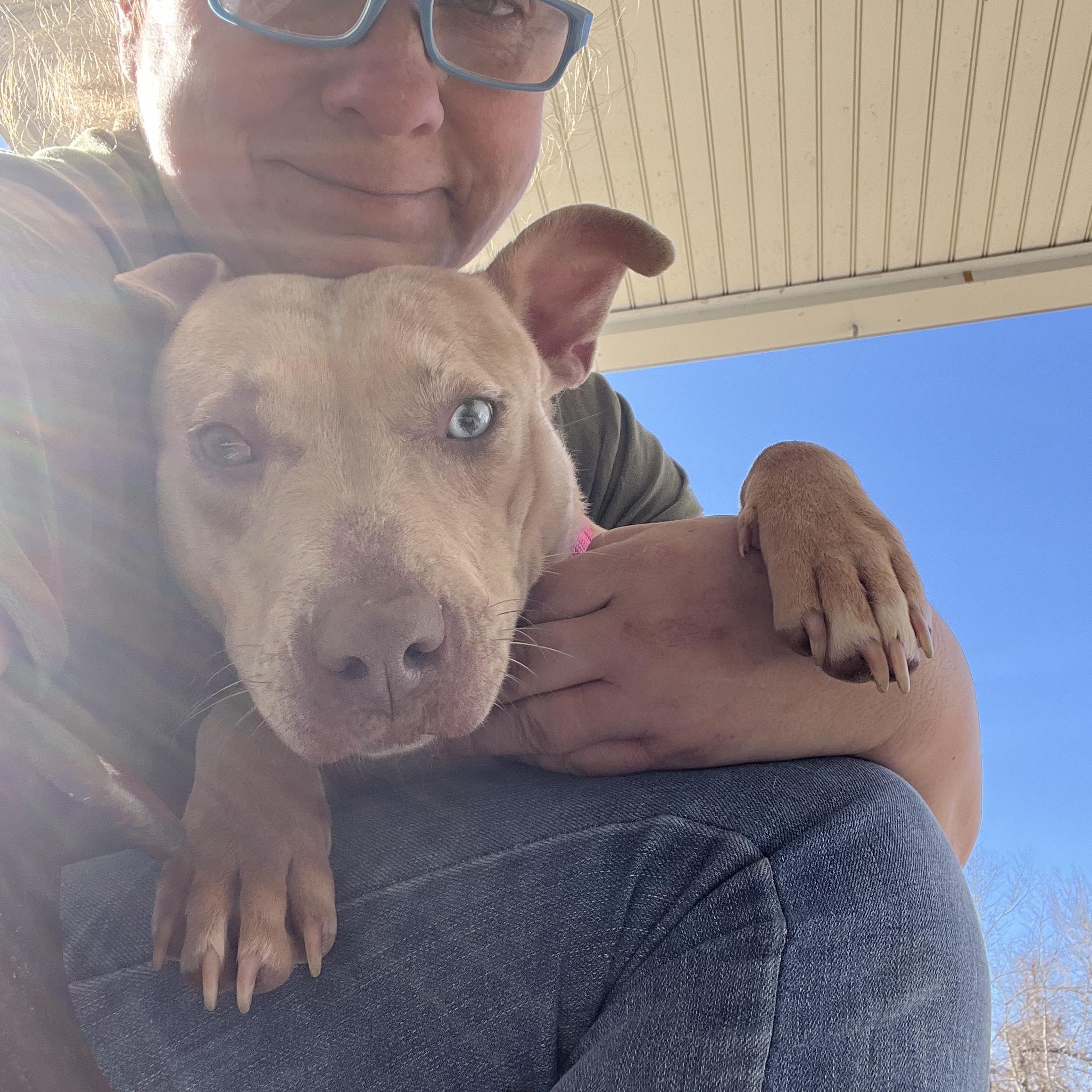 Annika, a Adoptable mixed breed in Griswold, CT image 2/6