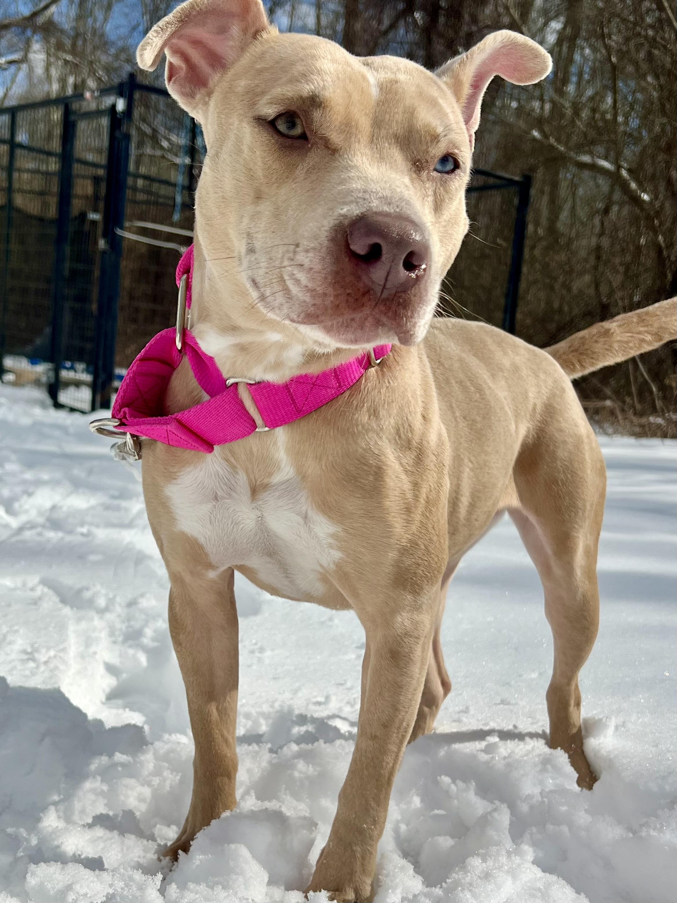 Annika, a Adoptable mixed breed in Griswold, CT image 4/6