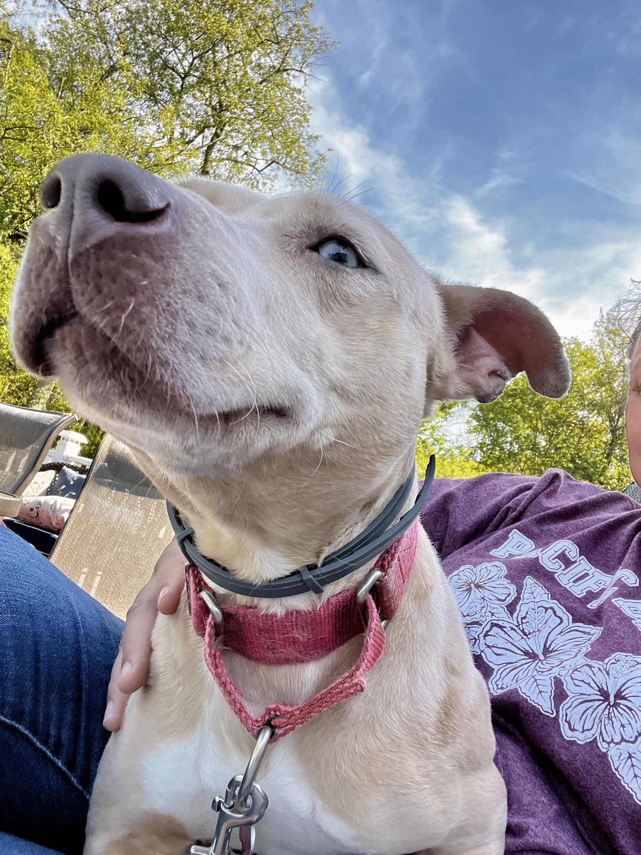Annika, a Adoptable mixed breed in Griswold, CT image 6/6
