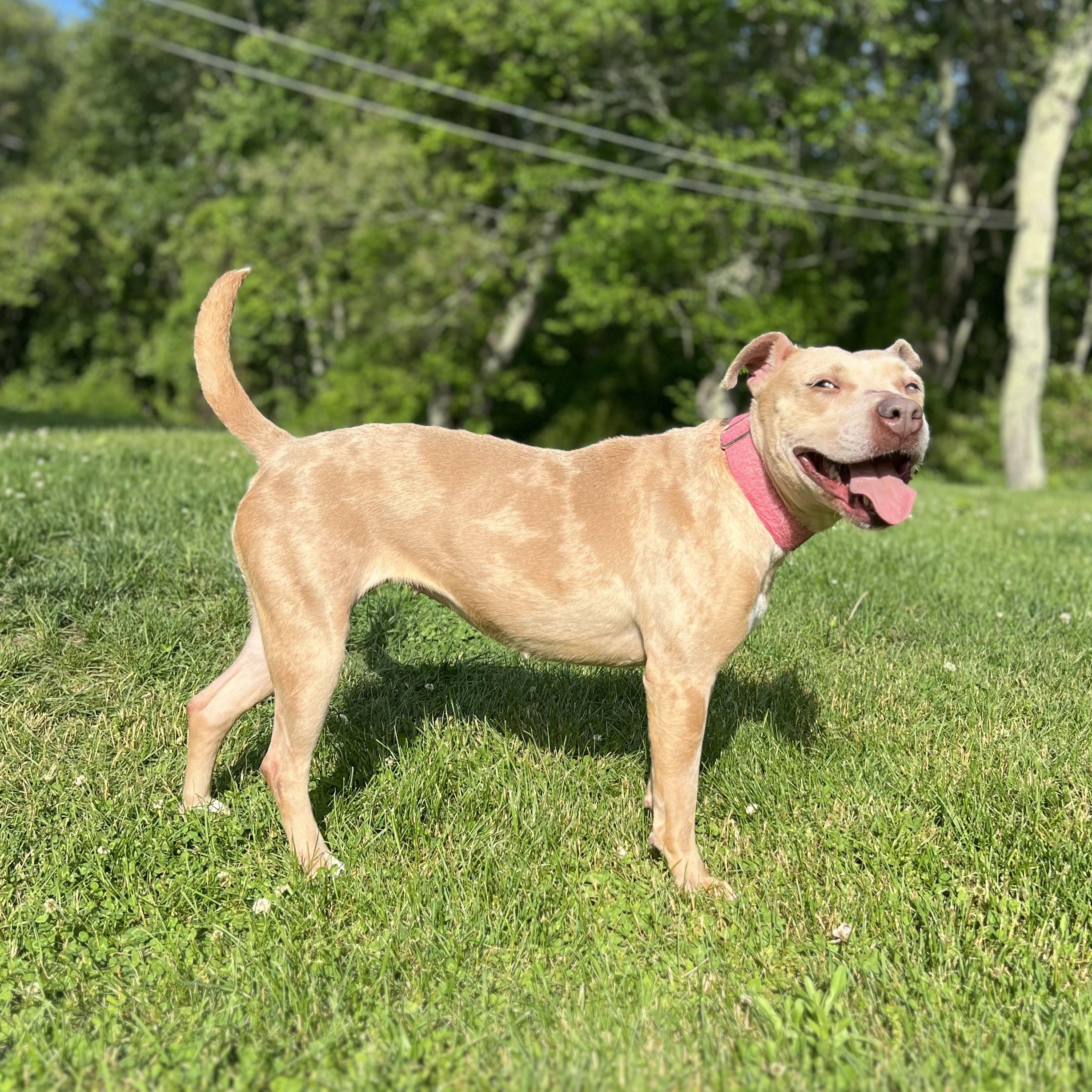 Enlarge Annika, a Adoptable mixed breed in Griswold, CT image 1/6