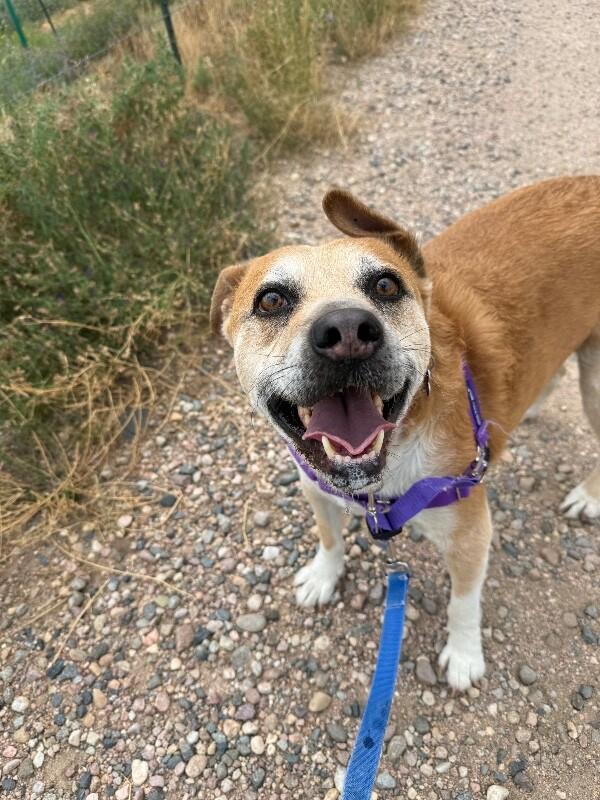 Sprocket, Adoptable, Senior Male Hound & Mixed Breed.