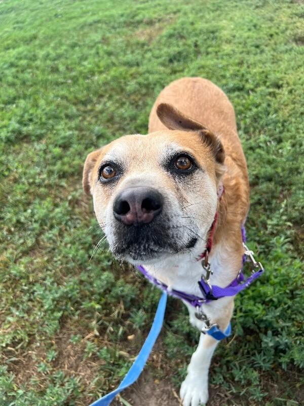 Enlarge Sprocket, a Adoptable mixed breed in Fort Collins, CO image 2/6