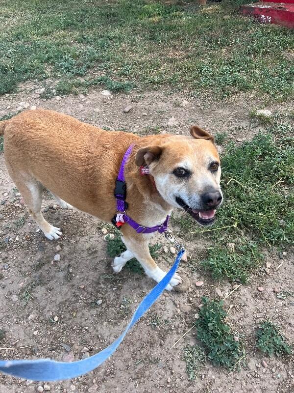 Enlarge Sprocket, a Adoptable mixed breed in Fort Collins, CO image 4/6