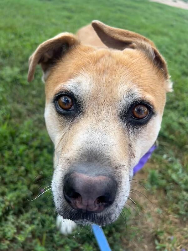 Enlarge Sprocket, a Adoptable mixed breed in Fort Collins, CO image 5/6