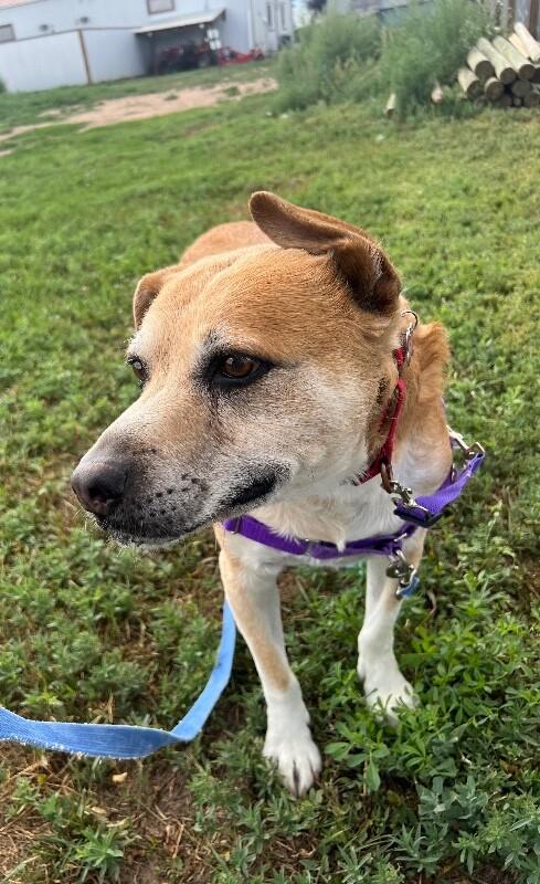 Enlarge Sprocket, a Adoptable mixed breed in Fort Collins, CO image 6/6