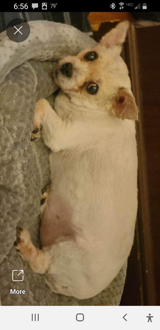 Neko, an adoptable Terrier in Camden, TN, 38320 | Photo Image 3