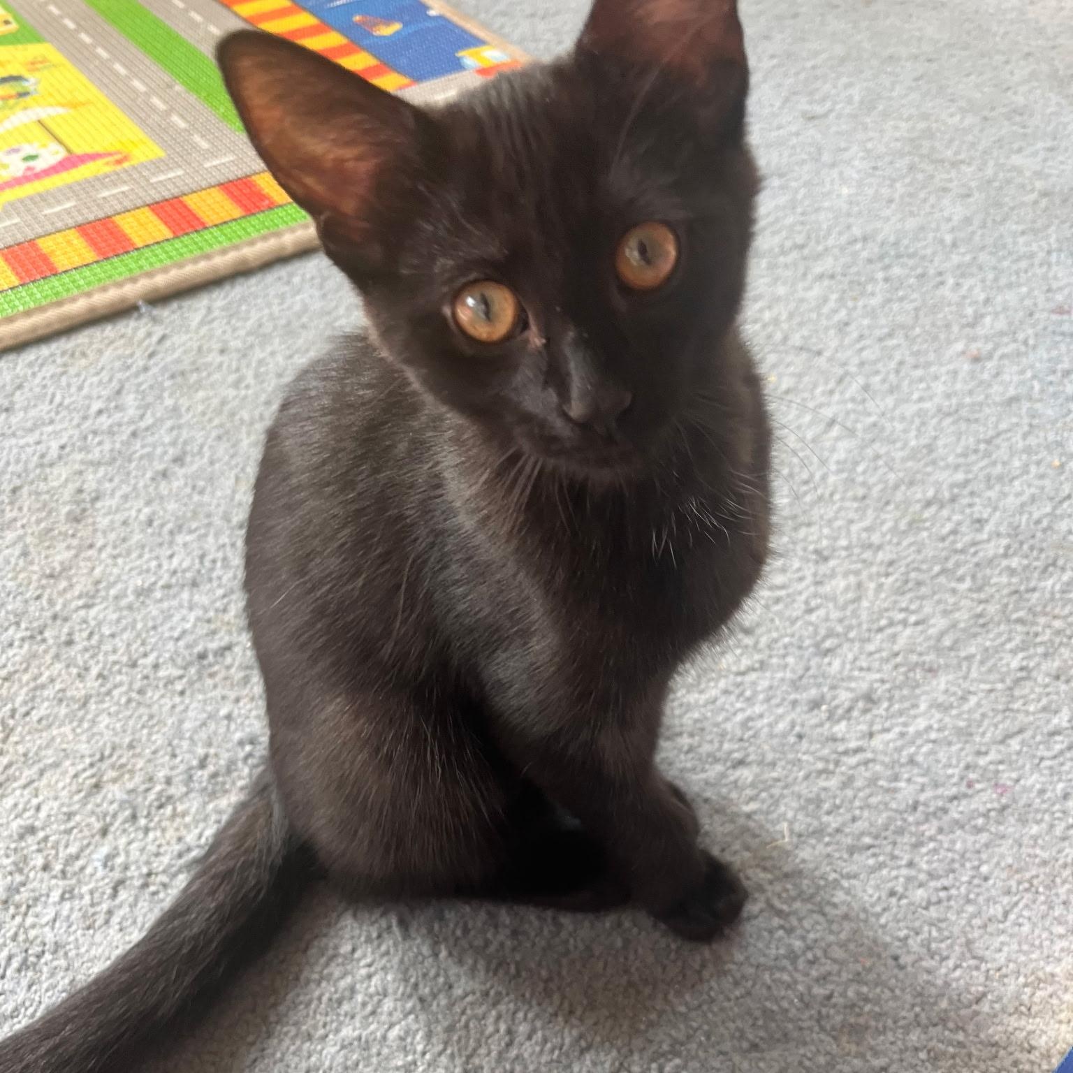 Brioche, adopted, Kitten Female Domestic Short Hair.