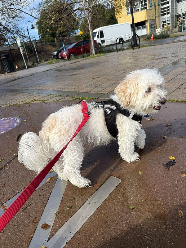Lucky, an adopted mixed breed in Berkeley, CA image 4/6