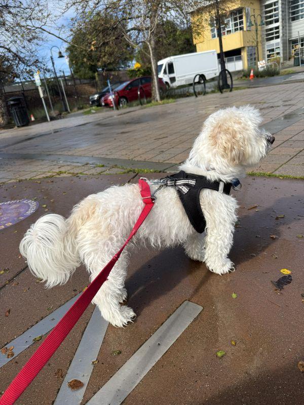 Lucky, an adopted mixed breed in Berkeley, CA image 5/6