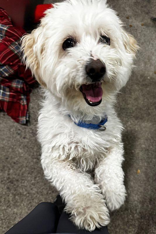 Lucky, an adopted mixed breed in Berkeley, CA image 1/6