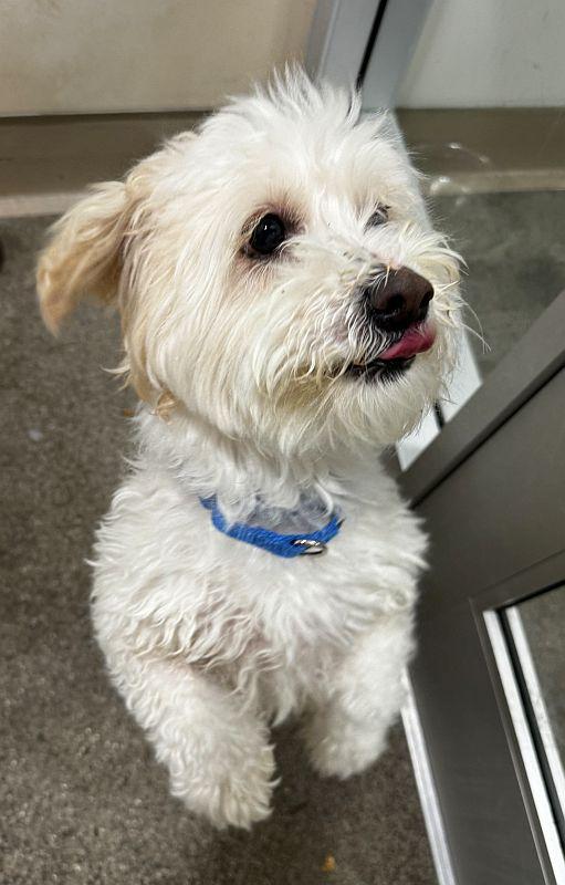 Lucky, an adopted mixed breed in Berkeley, CA image 3/6