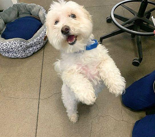 Lucky, an adopted mixed breed in Berkeley, CA image 6/6