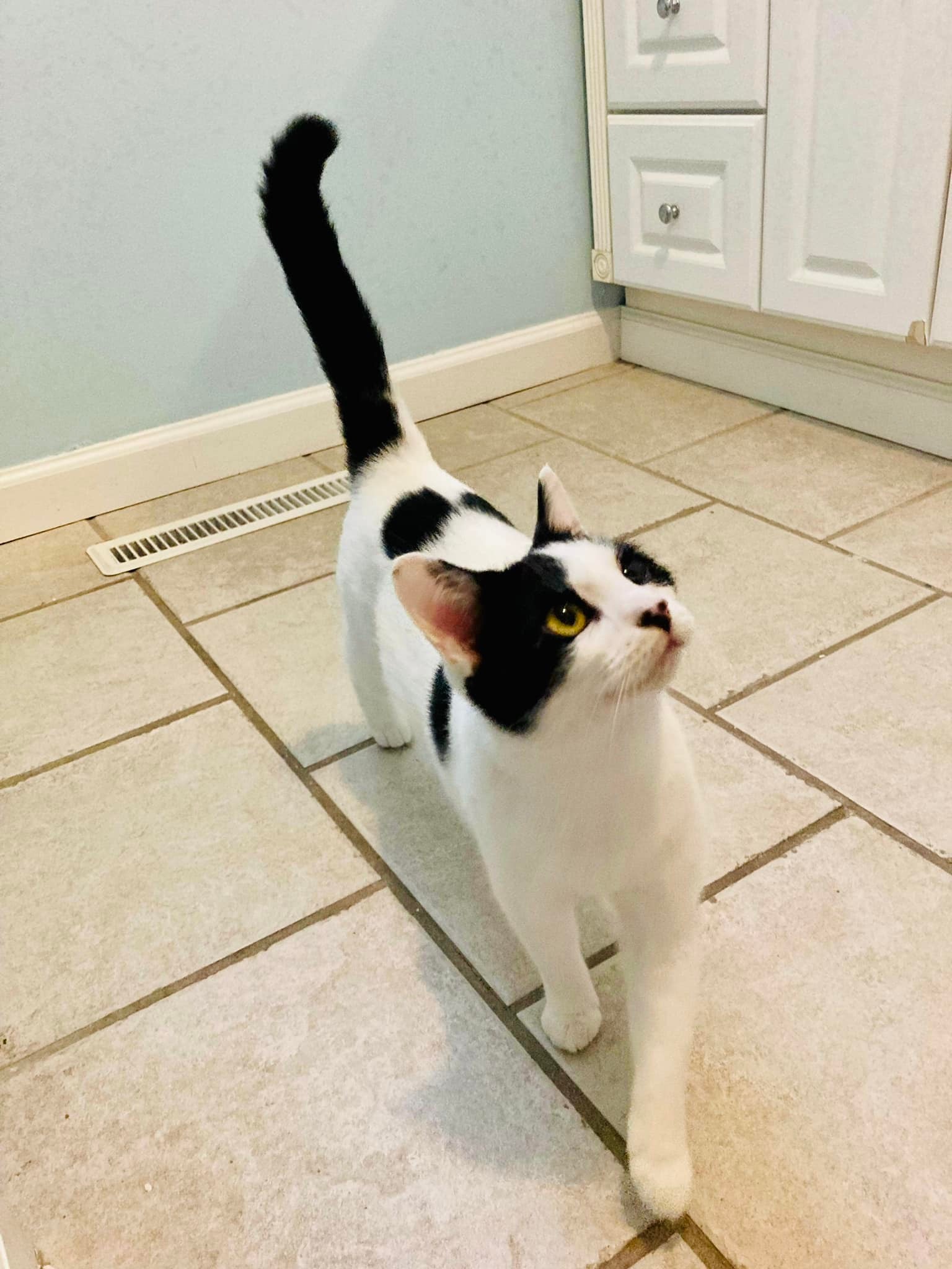 Pumpkin, a Adoptable Domestic Short Hair in LITTLE MOUNTAIN, SC image 3/3