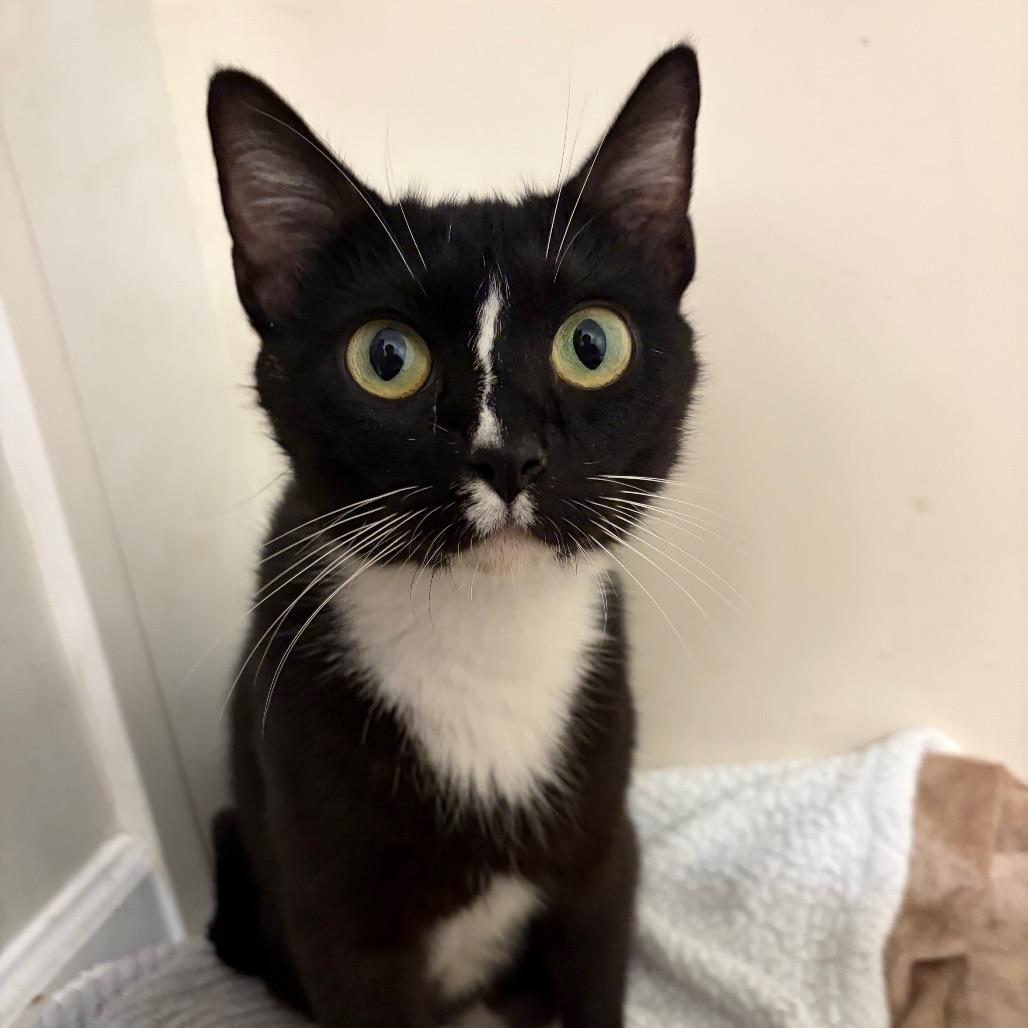 Enlarge Scuttle, a Adoptable Domestic Short Hair in Brownsboro, AL image 1/1