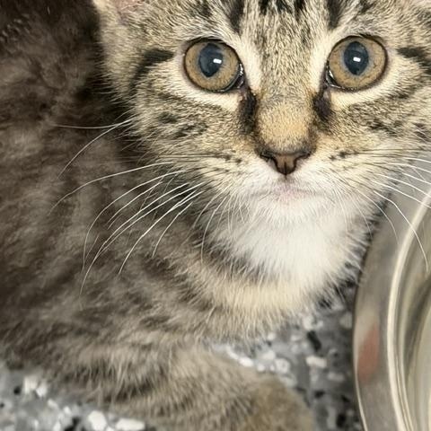 Macy's, adopted, Kitten Female Domestic Short Hair.