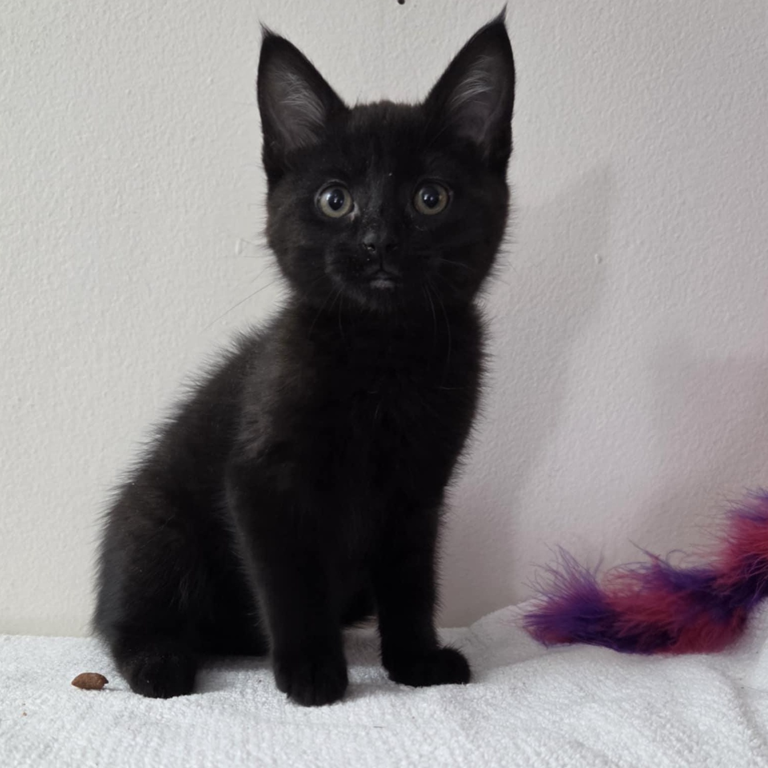 Pre-Adoption: Witch, Baby Female unknown