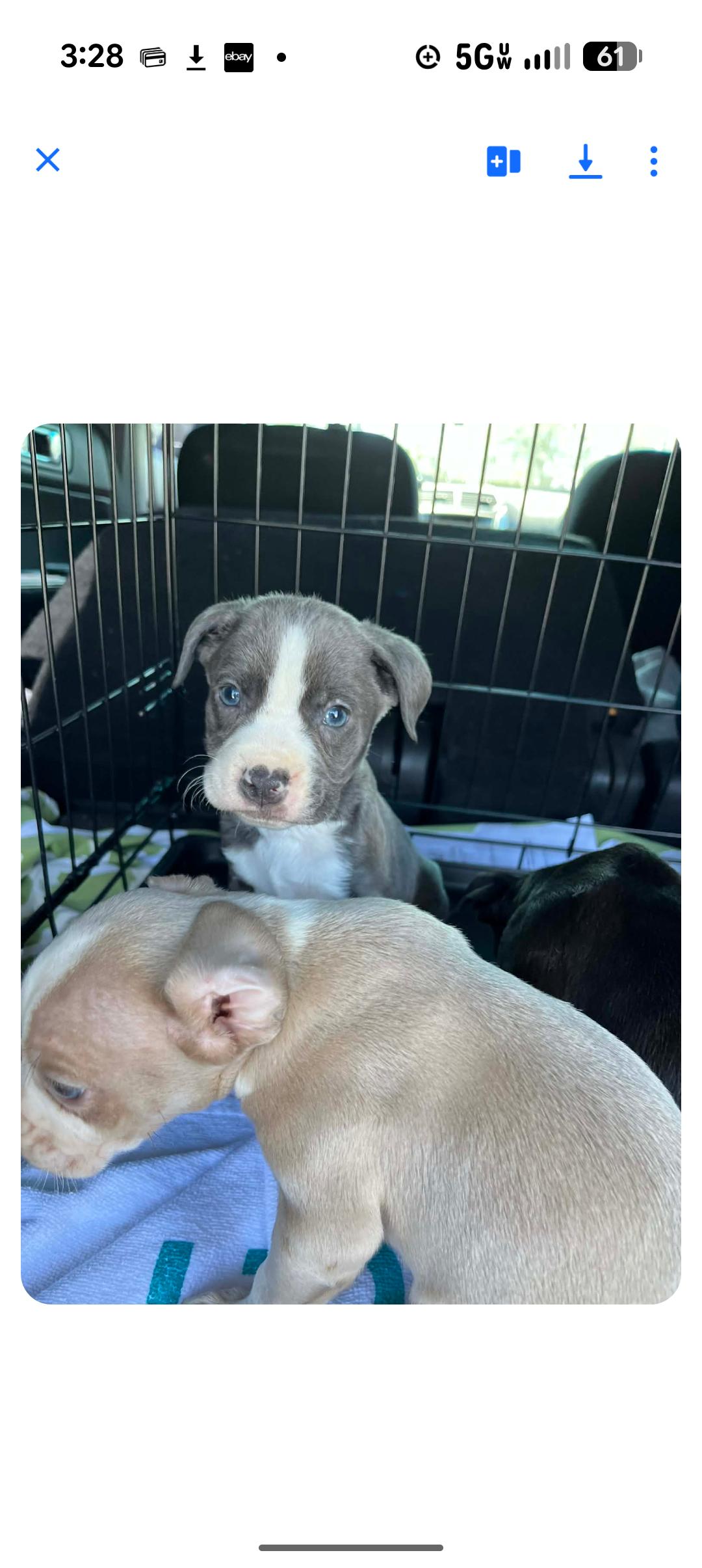 Enlarge BLUEY, an adopted mixed breed in Browns Mills, NJ image 2/2