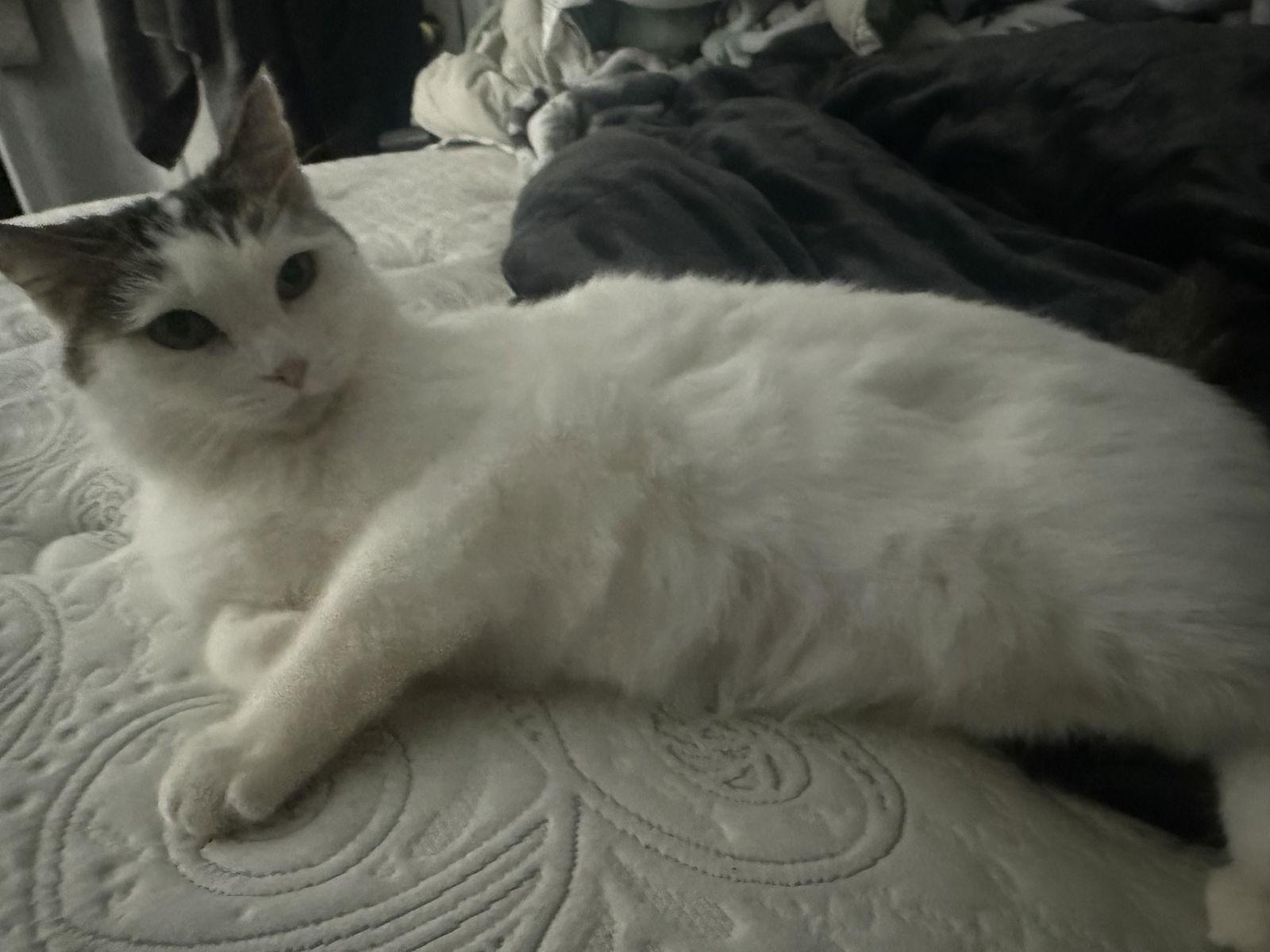 Leia — thumbnail 2