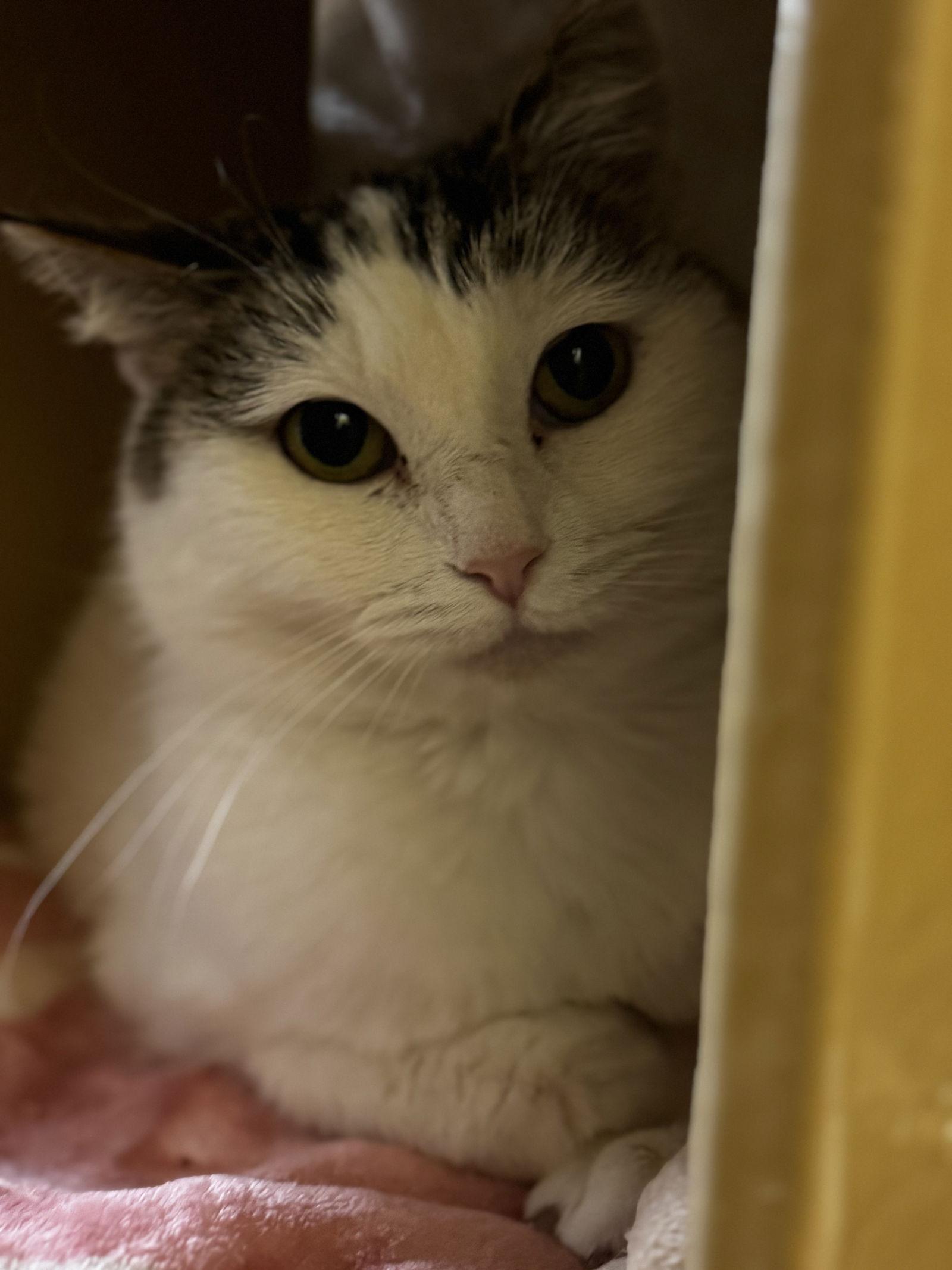 Leia — thumbnail 3