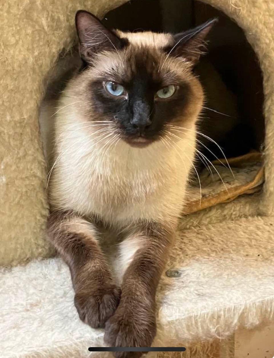 Jasmine, Young Female Tonkinese