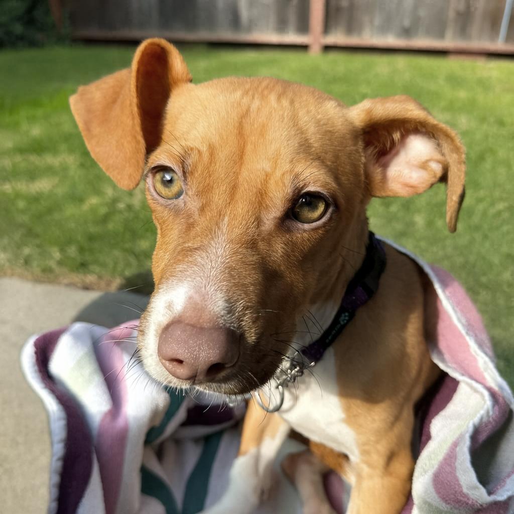 Enlarge Remy, a Adoptable Mixed Breed in San Francisco, CA image 1/6