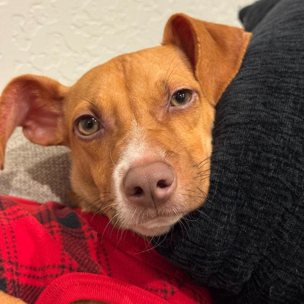 Enlarge Remy, a Adoptable Mixed Breed in San Francisco, CA image 2/6