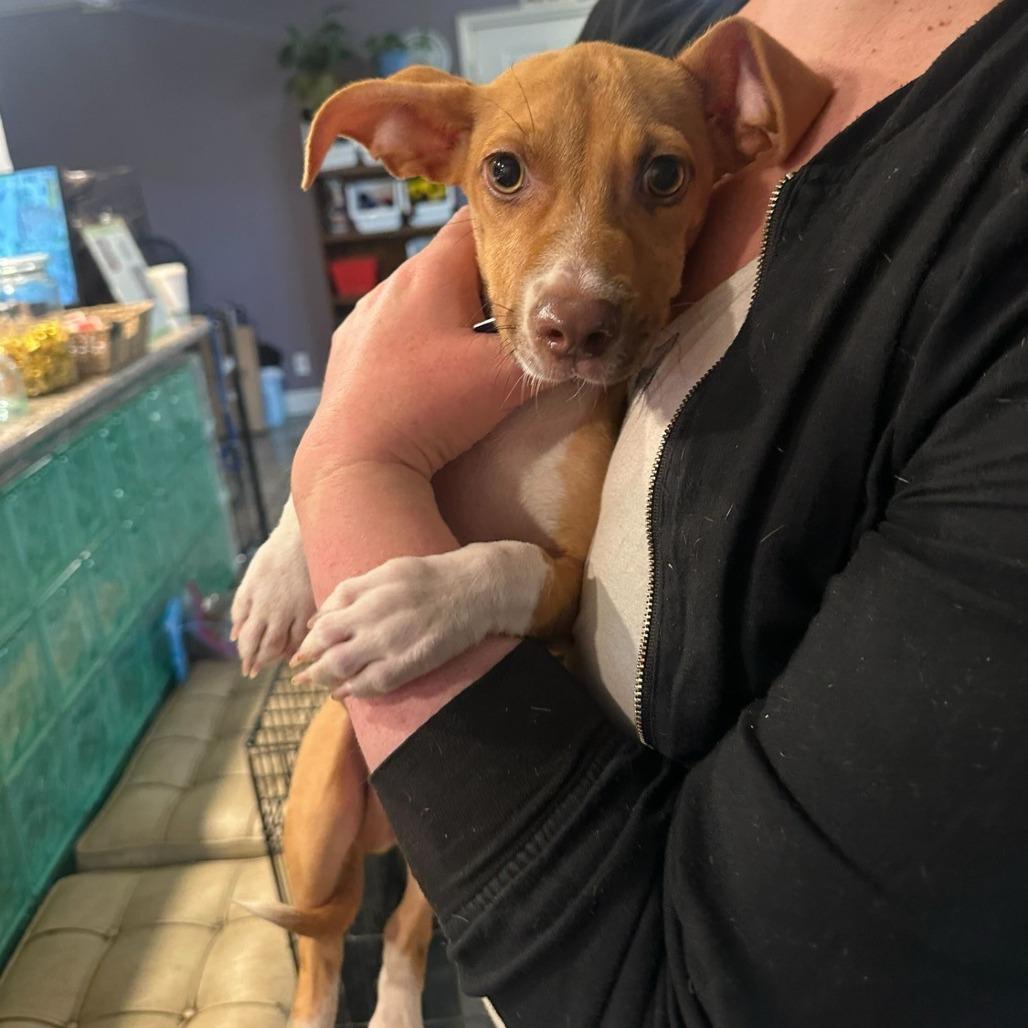 Enlarge Remy, a Adoptable Mixed Breed in San Francisco, CA image 4/6