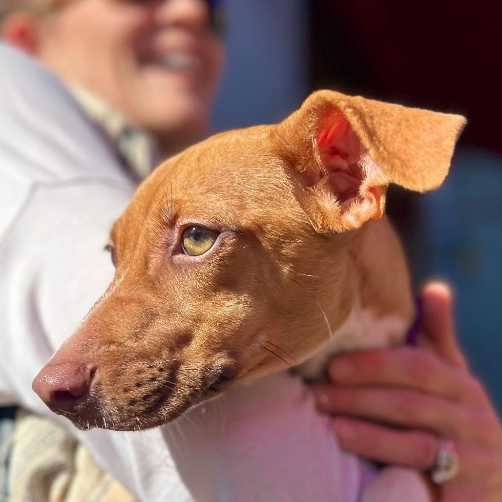 Enlarge Remy, a Adoptable Mixed Breed in San Francisco, CA image 5/6