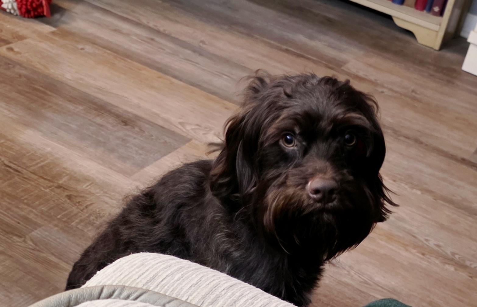 Teddy, Adoptable, Young Male Boykin Spaniel & German Wirehaired Pointer.