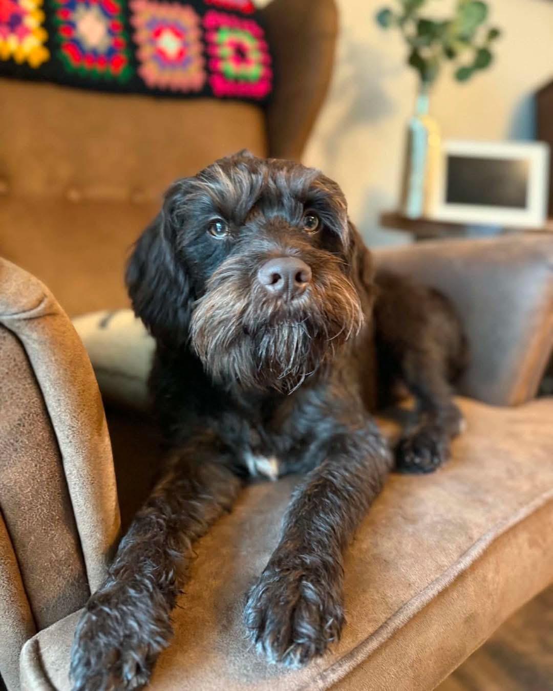 Enlarge Teddy, a Adopted mixed breed in Richmond, KY image 1/6