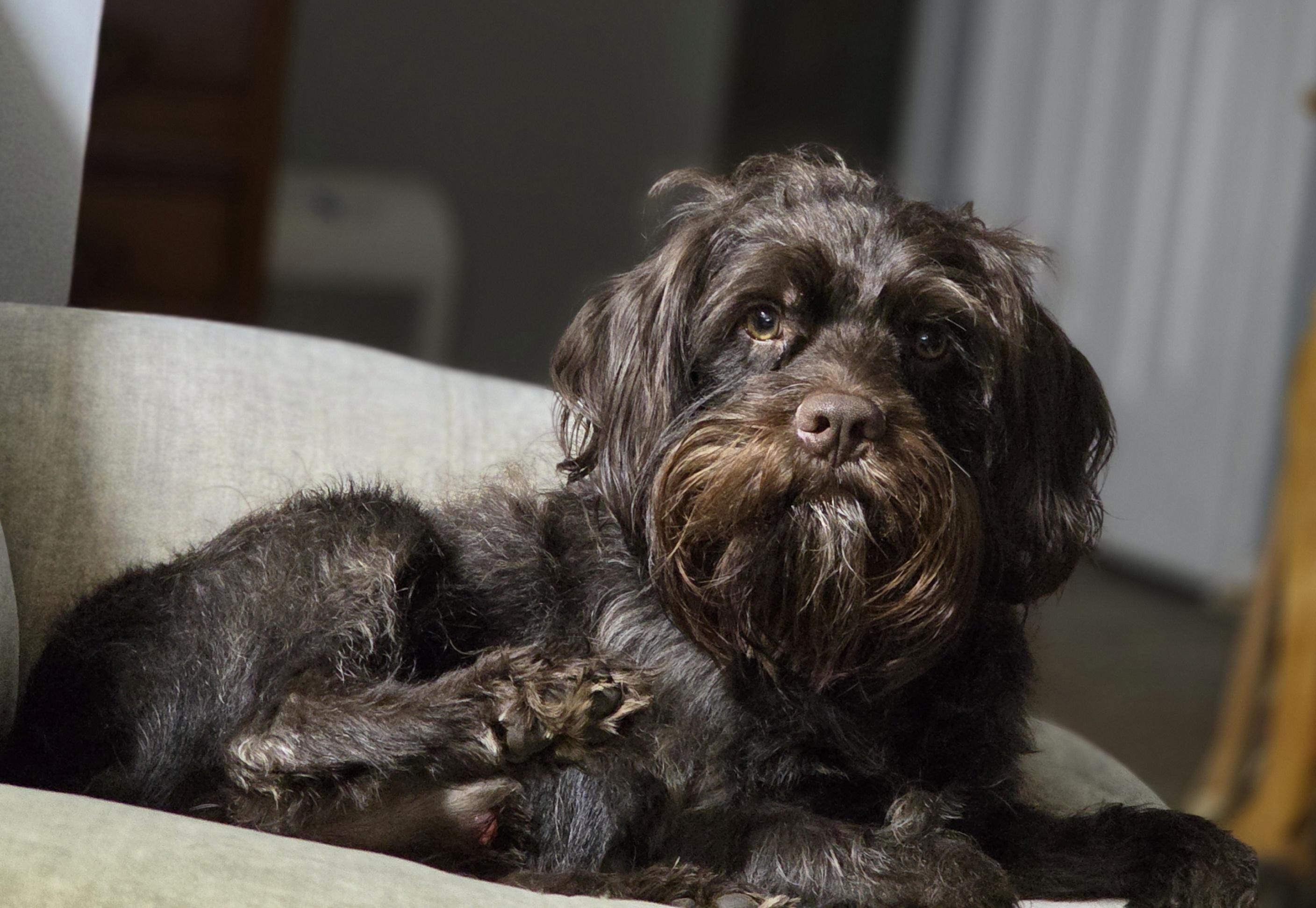 Enlarge Teddy, a Adoptable mixed breed in Richmond, KY image 2/5