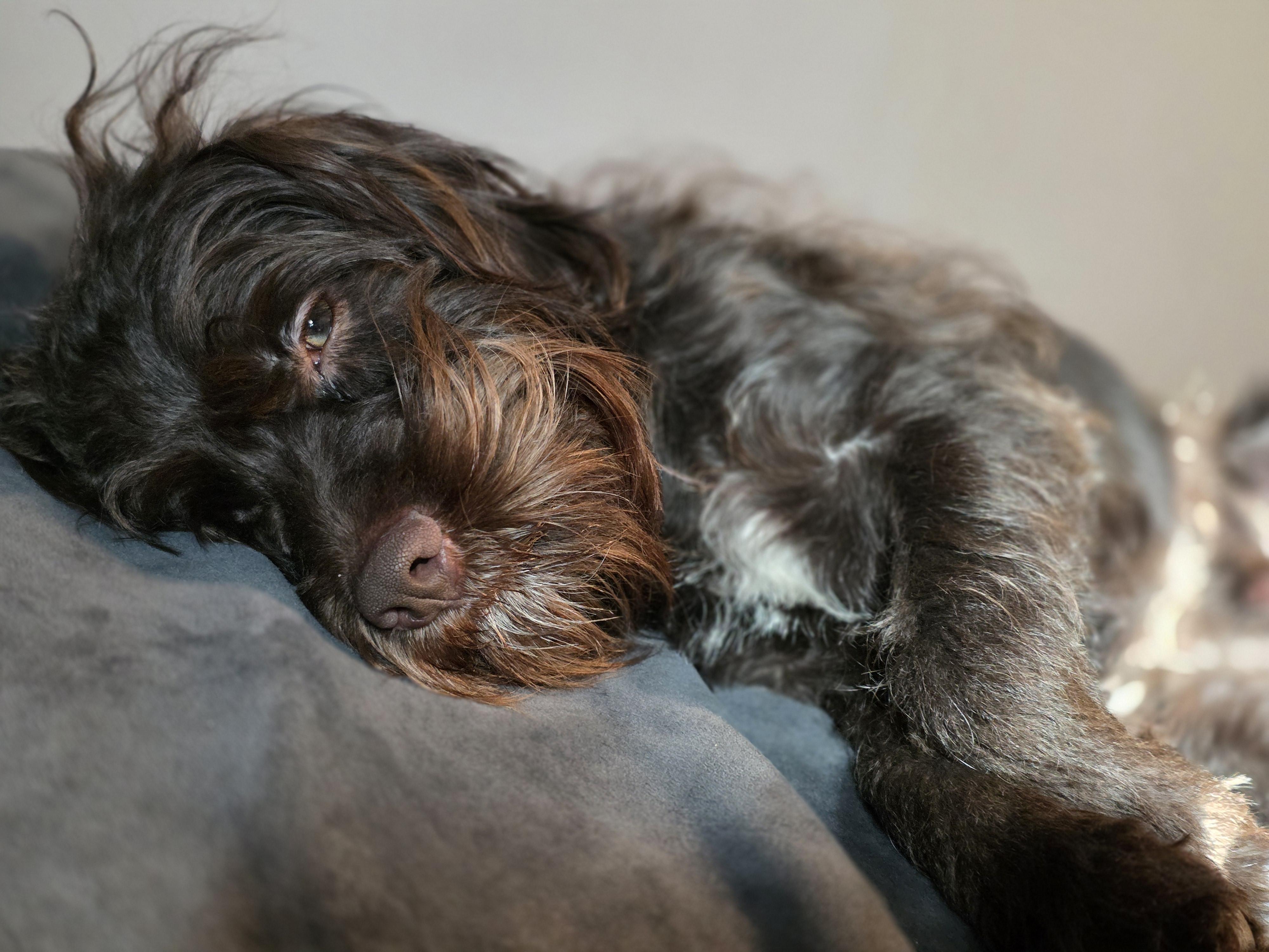 Enlarge Teddy, a Adoptable mixed breed in Richmond, KY image 4/5