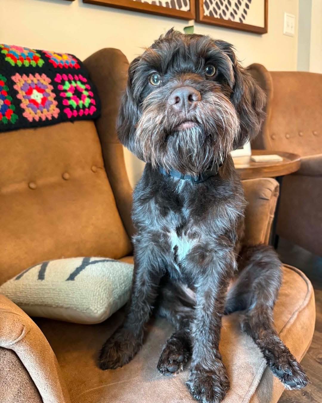 Enlarge Teddy, a Adopted mixed breed in Richmond, KY image 4/6