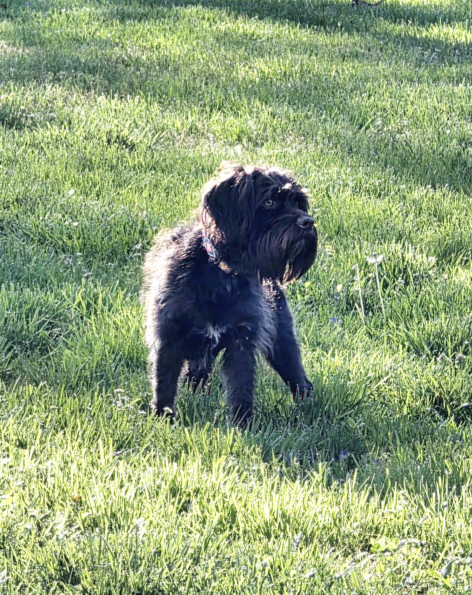 Enlarge Teddy, a Adoptable mixed breed in Richmond, KY image 5/5