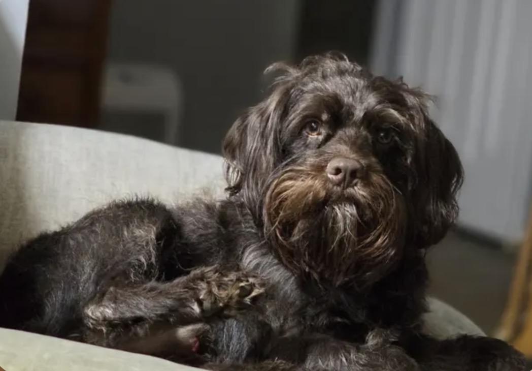 Enlarge Teddy, a Adopted mixed breed in Richmond, KY image 6/6