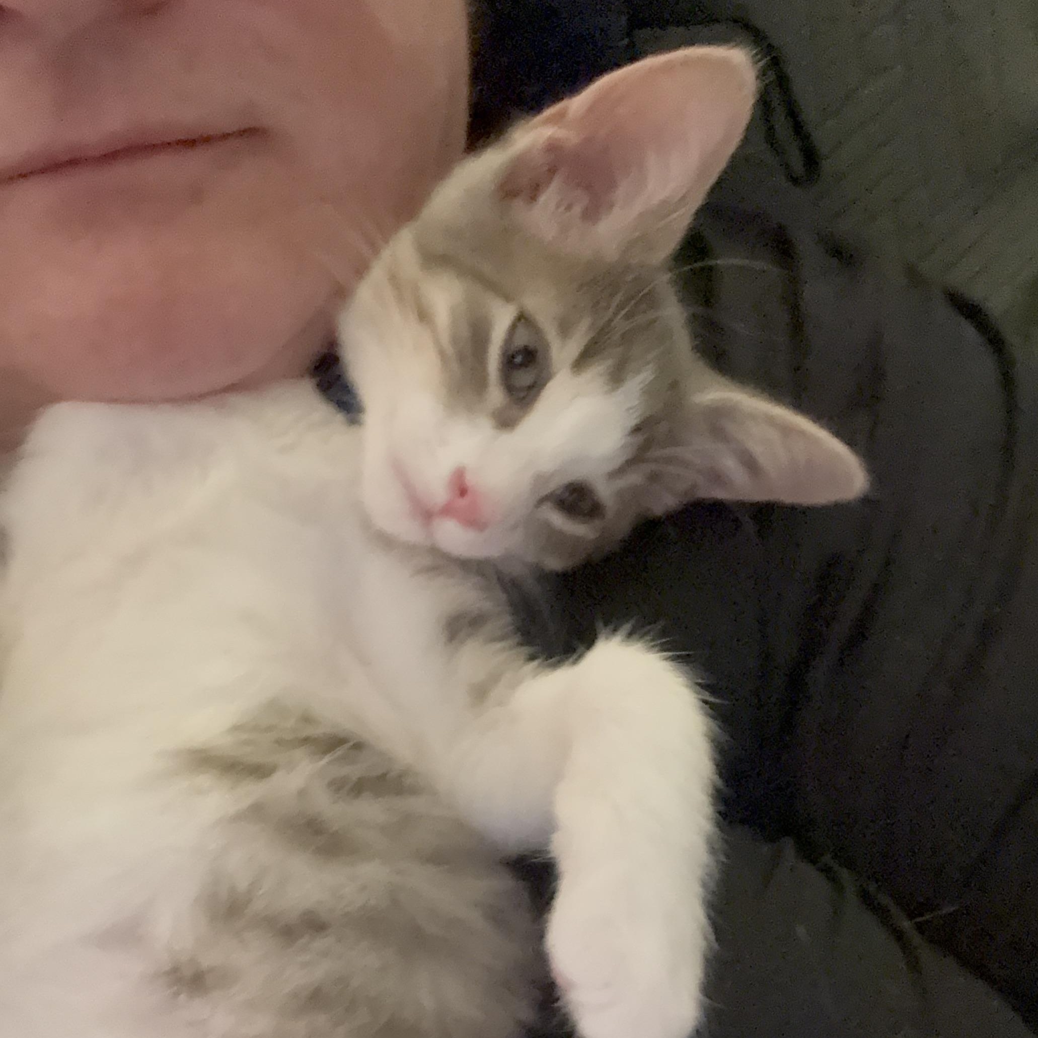 August Renoir, Adoptable, Kitten Male Domestic Short Hair & Tabby.