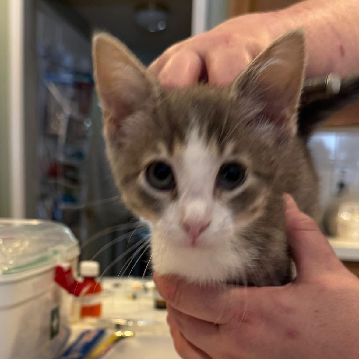 Enlarge August Renoir, a Adoptable mixed breed in Houston, TX image 2/3