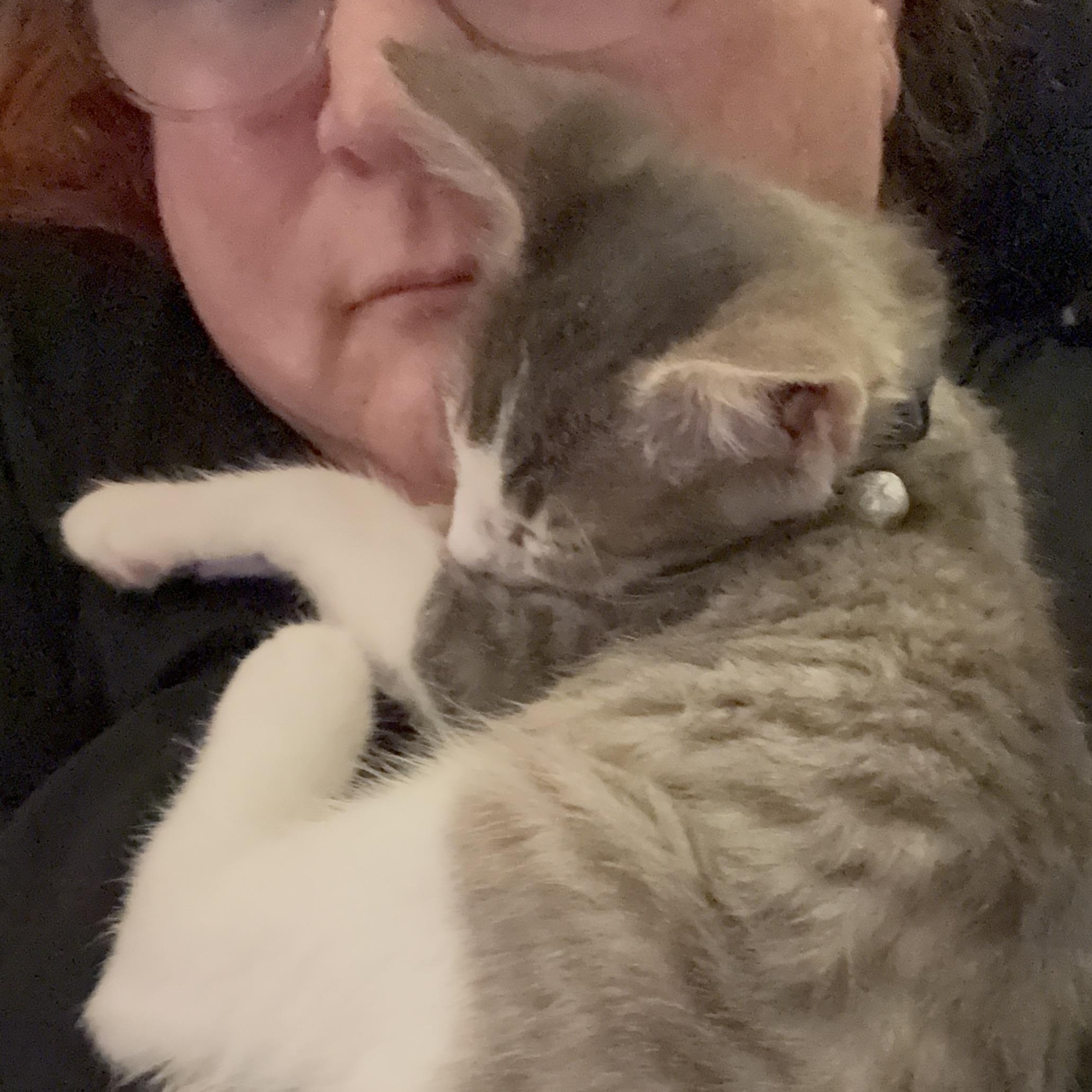 Enlarge August Renoir, a Adoptable mixed breed in Houston, TX image 3/3