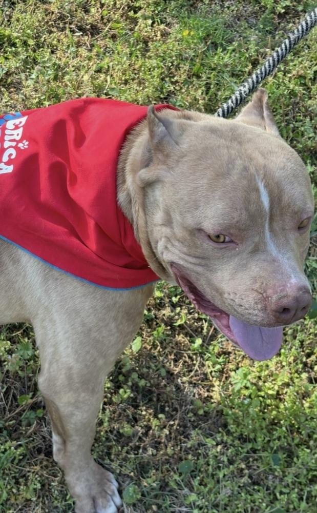 Clyde - brother to Bonnie, Adoptable, Adult Male Pit Bull Terrier.