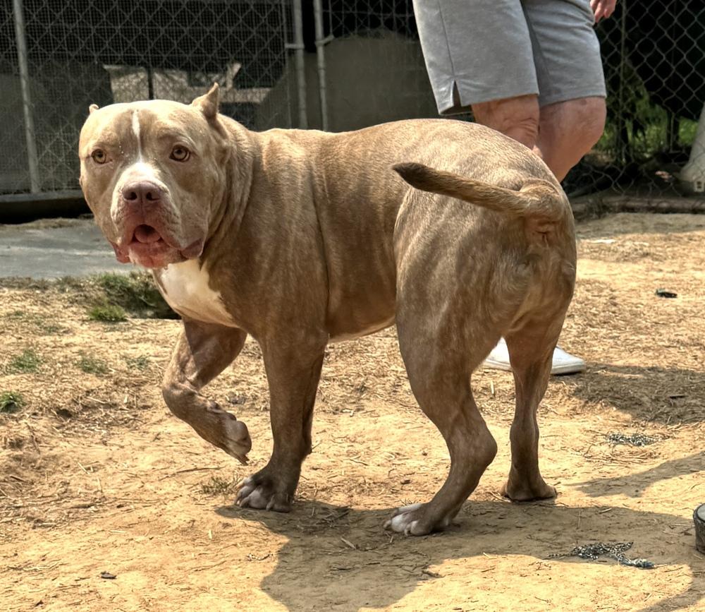 Enlarge Clyde - brother to Bonnie, a Adoptable mixed breed in Lancaster, PA image 3/4