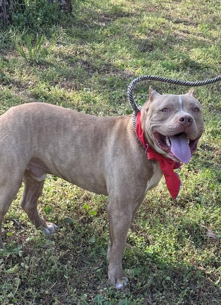 Enlarge Clyde - brother to Bonnie, a Adoptable mixed breed in Lancaster, PA image 4/4