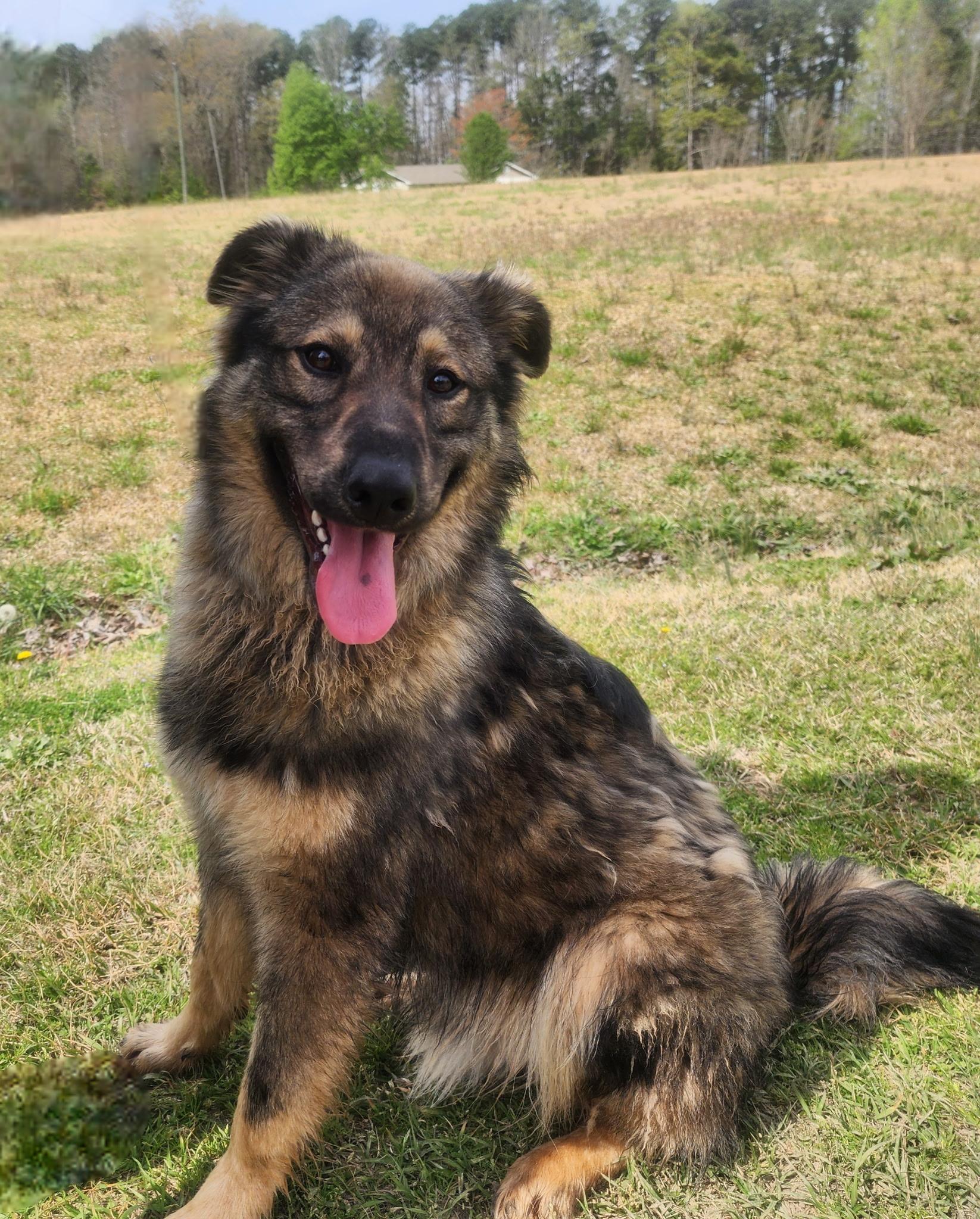 Enlarge Max, a ADOPTABLE mixed breed in Manhasset, NY image 1/6
