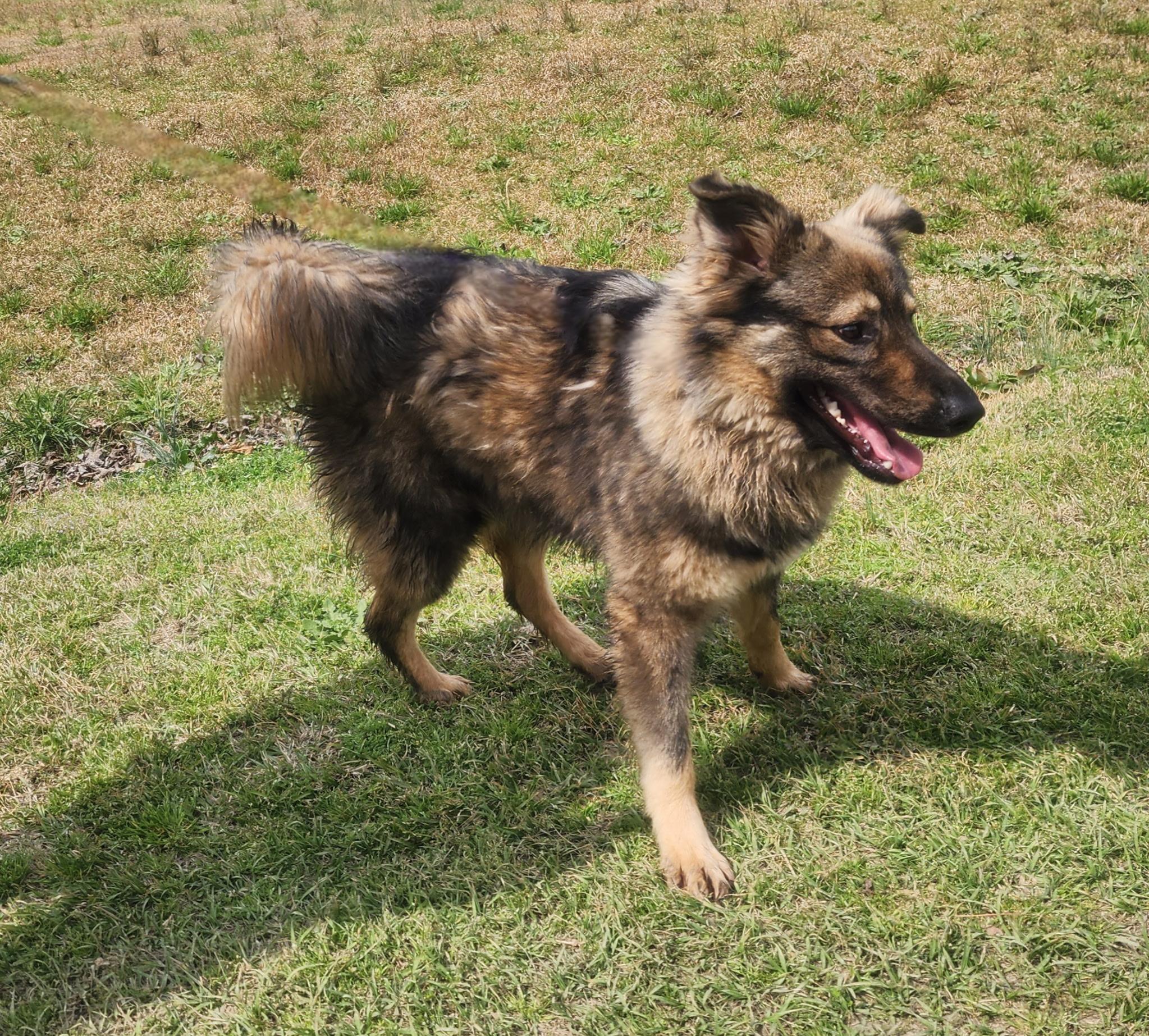 Enlarge Max, a ADOPTABLE mixed breed in Manhasset, NY image 3/6