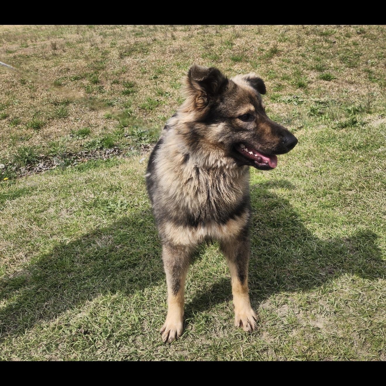Enlarge Max, a ADOPTABLE mixed breed in Manhasset, NY image 5/6