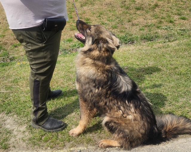 Enlarge Max, a ADOPTABLE mixed breed in Manhasset, NY image 2/6
