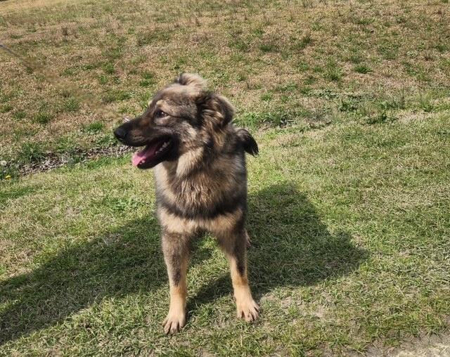 Enlarge Max, a ADOPTABLE mixed breed in Manhasset, NY image 6/6