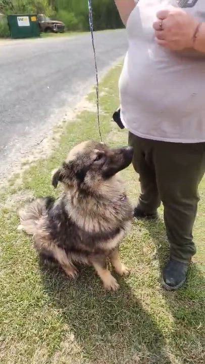 Enlarge Max, a ADOPTABLE mixed breed in Manhasset, NY video 4/6